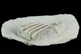 Crinoid (Eretmocrinus) Fossil - Crawfordsville, Indiana #99944-2
